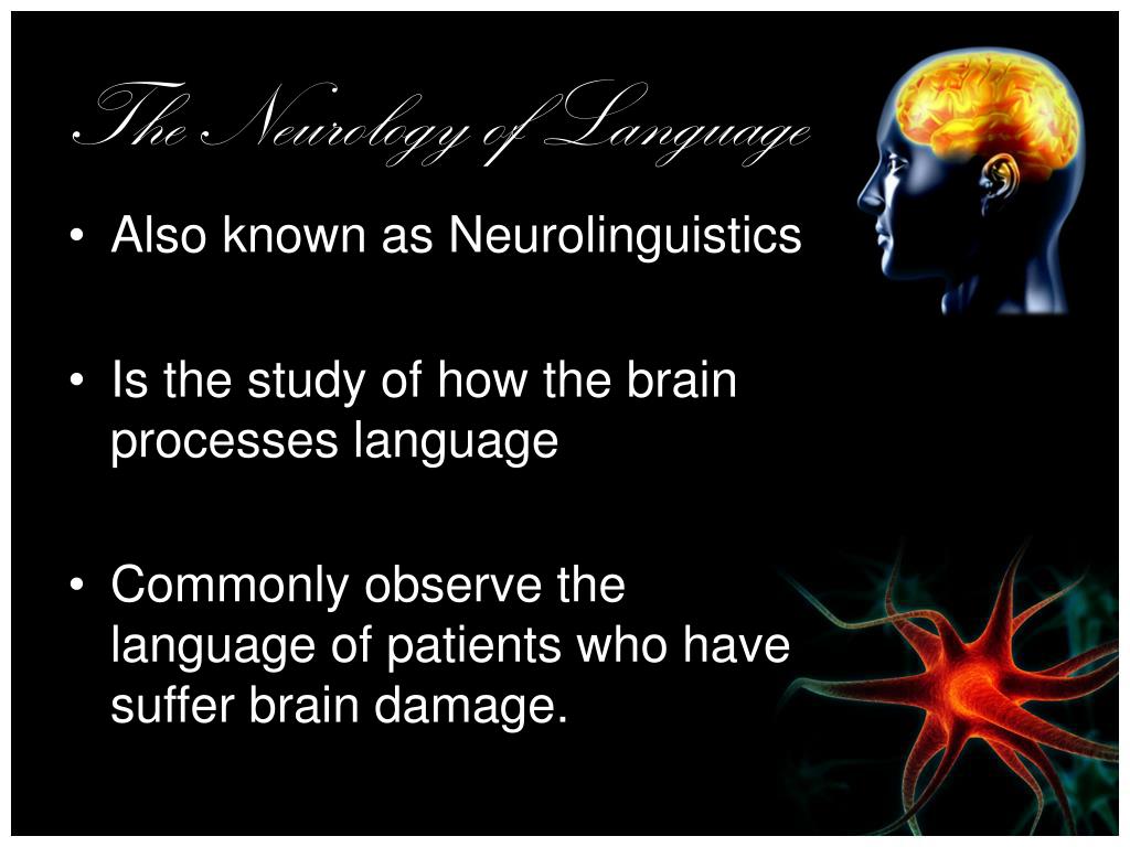 PPT - The Neurology of Language PowerPoint Presentation, free download ...