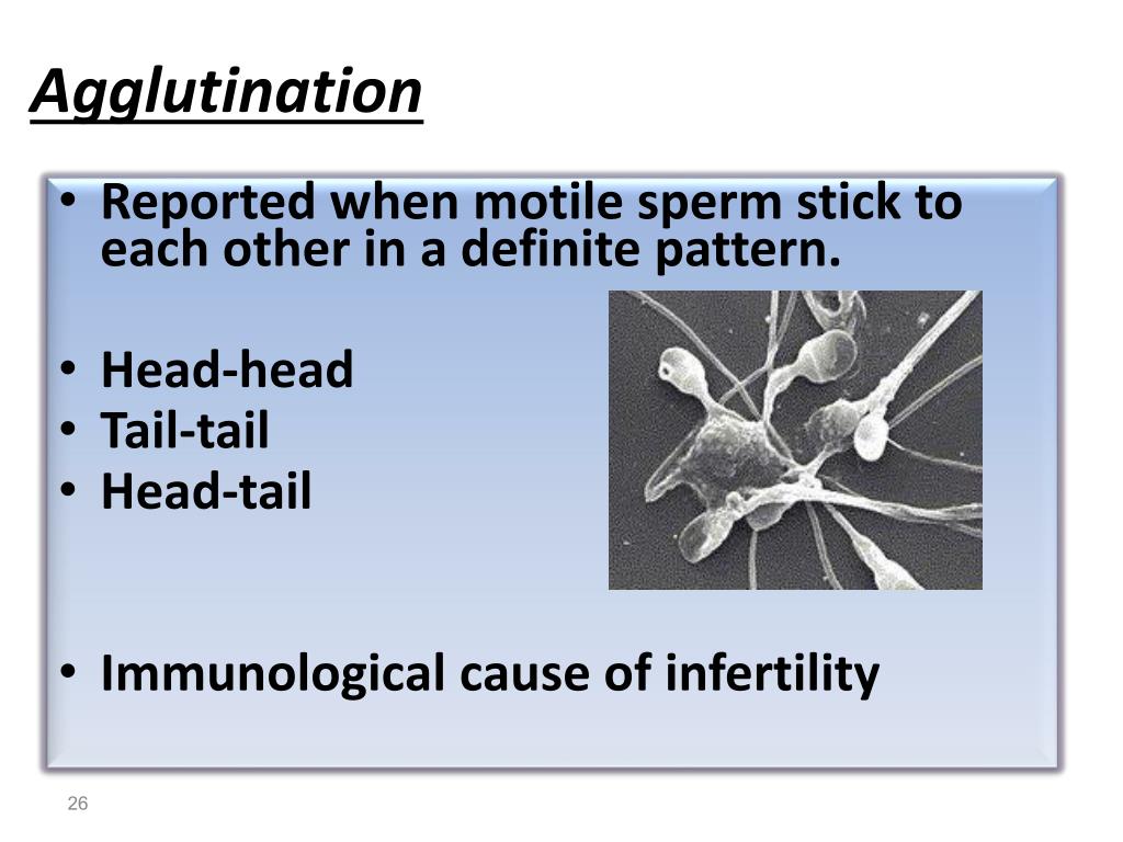 sperm agglutination of Meaning