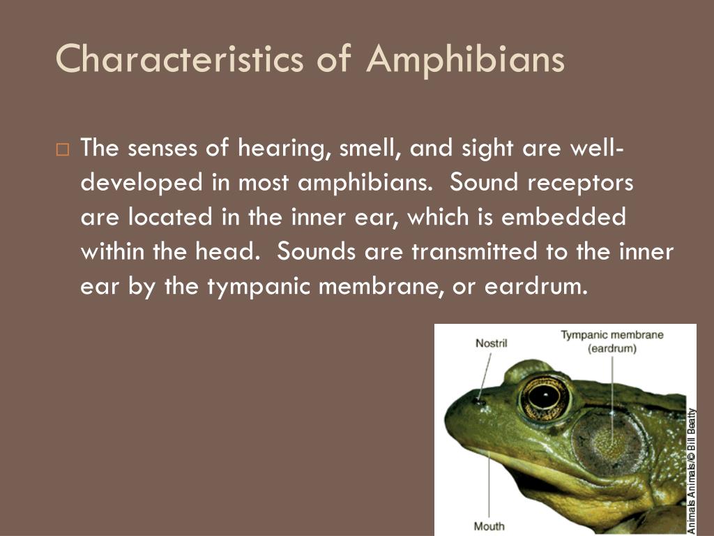 PPT Characteristics  of Amphibians  PowerPoint 