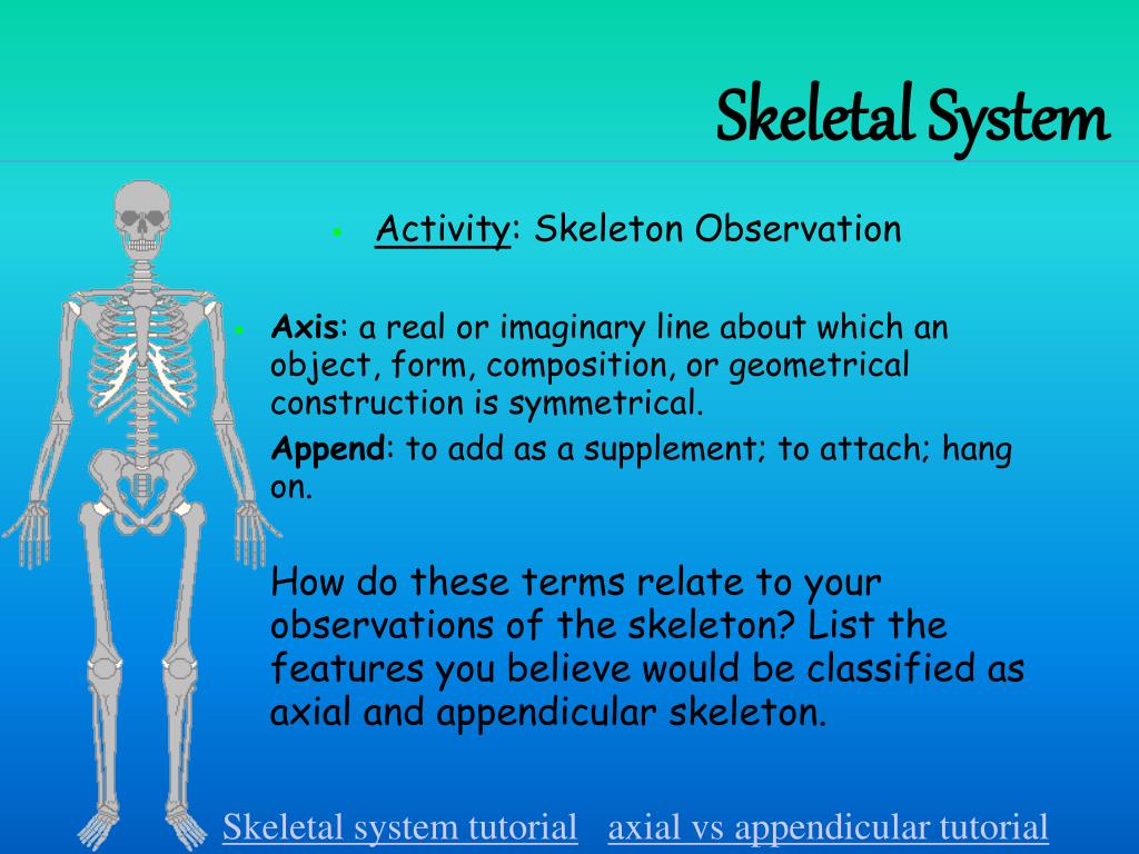 Ppt Skeletal System Powerpoint Presentation Free Download Id1993915 3681
