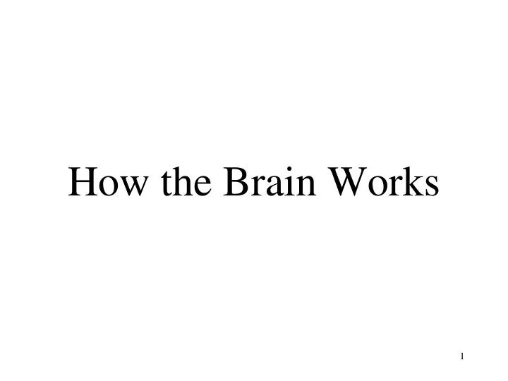 how the brain works n.