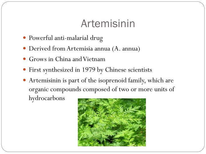 PPT Artemisinin PowerPoint Presentation ID1994545