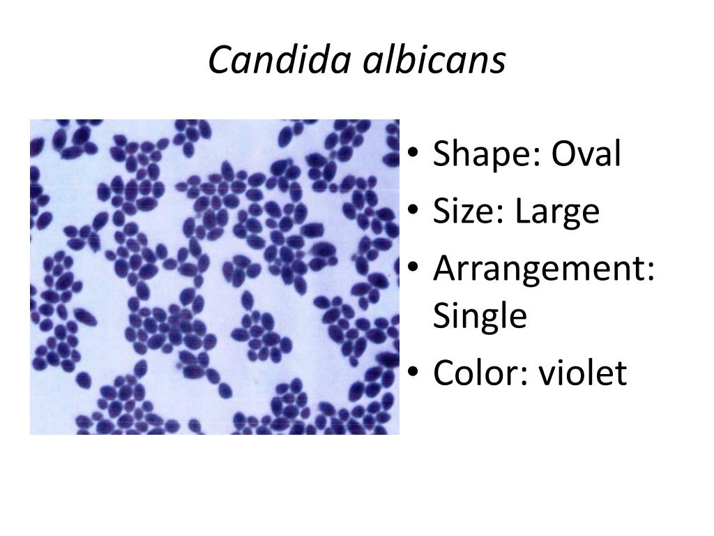 Candida albicans лечение