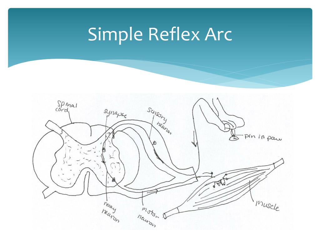 PPT - Nervous System PowerPoint Presentation, free download - ID:1994866