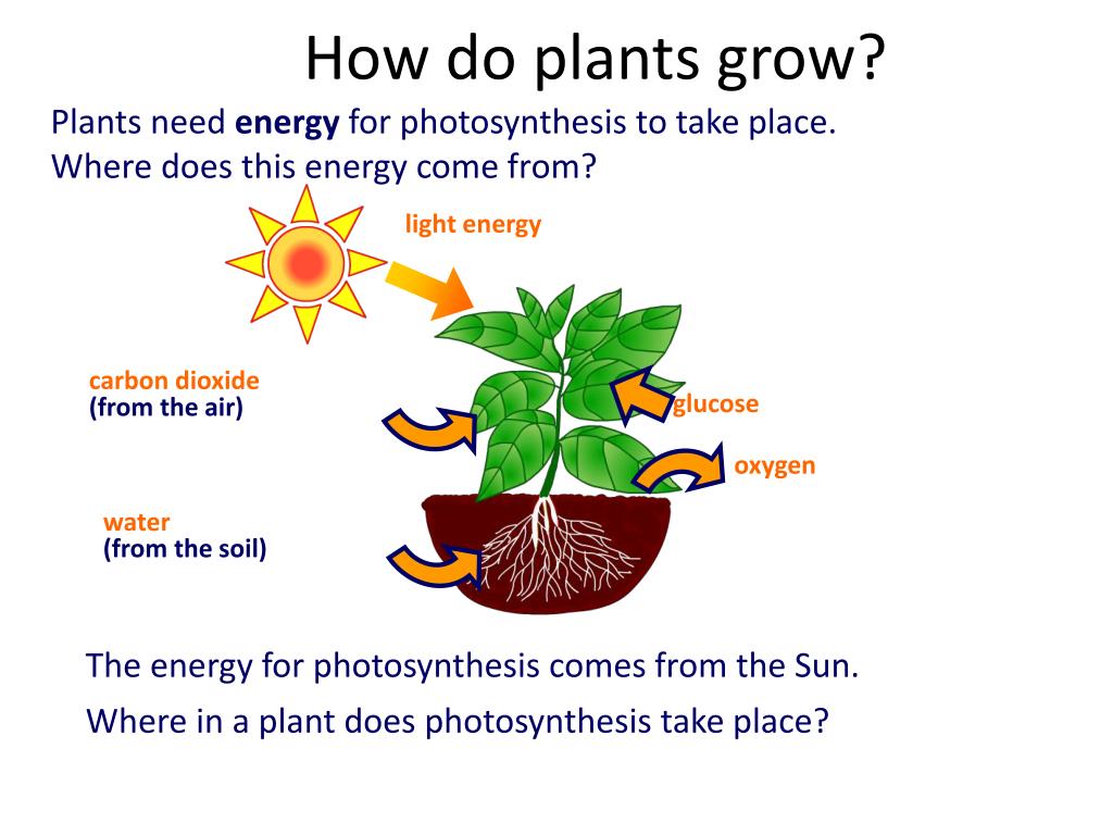 Where does this take you. How Plants grow. How do Plants grow. How to grow a Plant. How Plants grow for Kids.