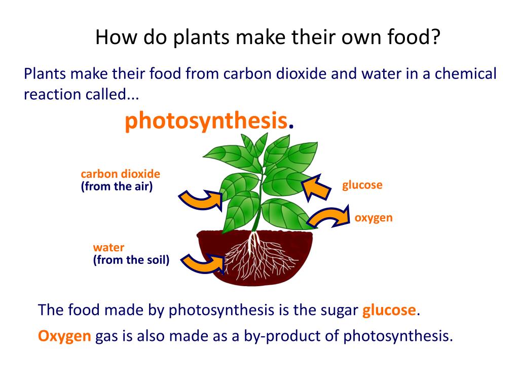 Plant в прошедшем. Made from Plant. How do Plants use the glucose they make?. How is made. Presentation on Photosynthesis Plan of presentation.