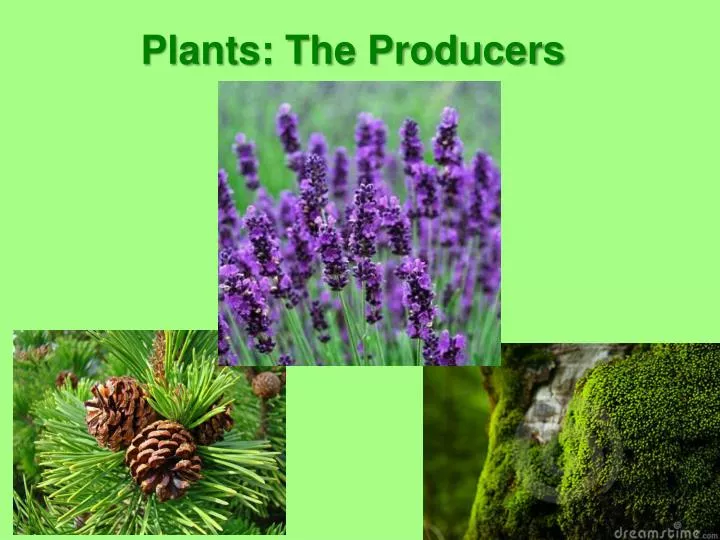 PPT Plants The Producers PowerPoint Presentation, free