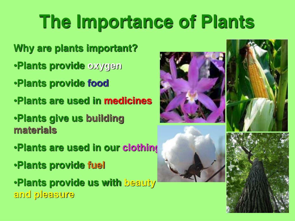 Why Are Plants Important Plant Ideas
