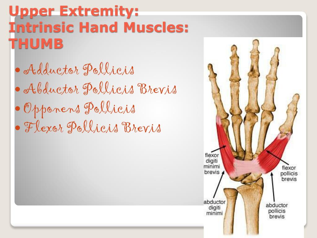 PPT - Muscles of the Extremities PowerPoint Presentation, free download ...