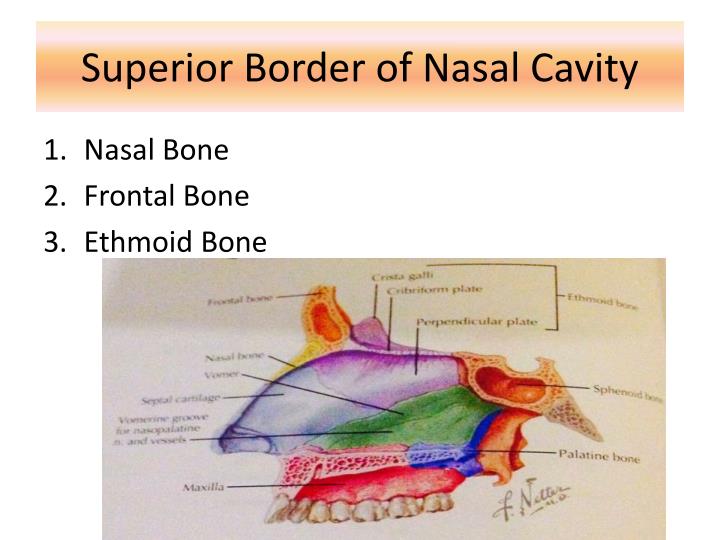 PPT - BONES OF NASAL CAVITY PowerPoint Presentation - ID:1995096