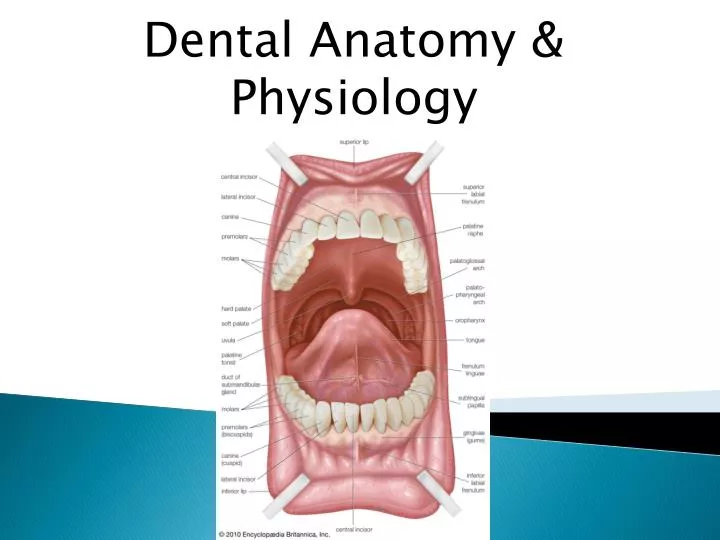 PPT - Dental Anatomy & Physiology PowerPoint Presentation; free