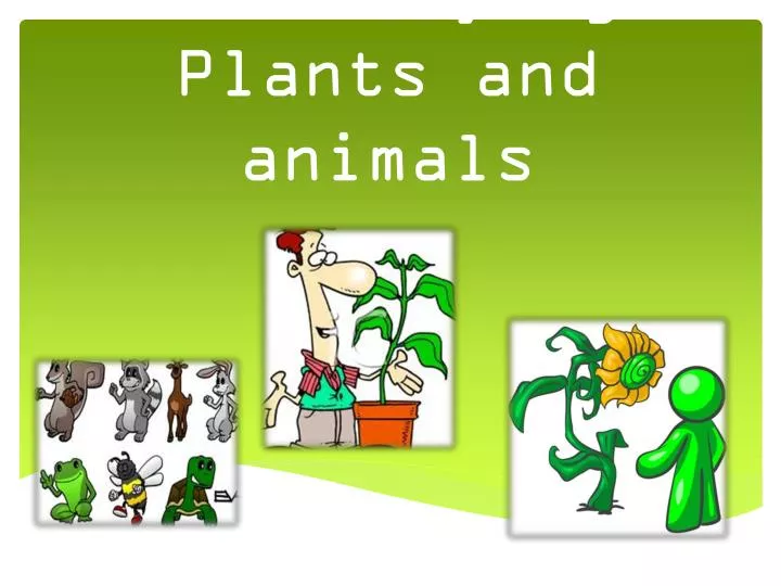 PPT - Classifying Plants and animals PowerPoint Presentation, free download - ID:1995213 PPT - Classifying Plants and animals PowerPoint Presentation, free download - ID:1995213
