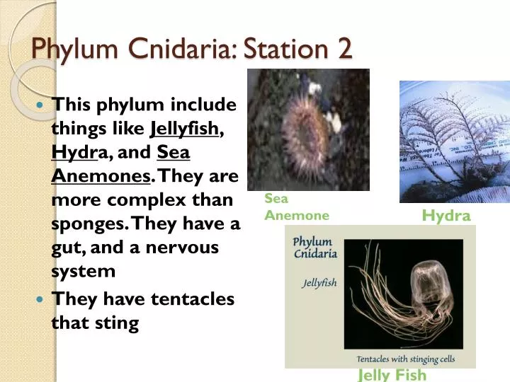 hydra cnidaria slide