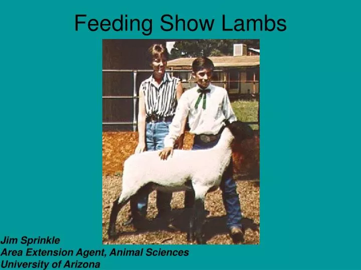 PPT Feeding Show Lambs PowerPoint Presentation Free Download ID 