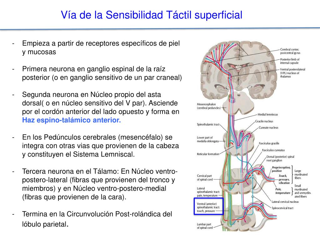 PPT - Tema 50. Alteración de la sensibilidad y del dolor. Cefaleas