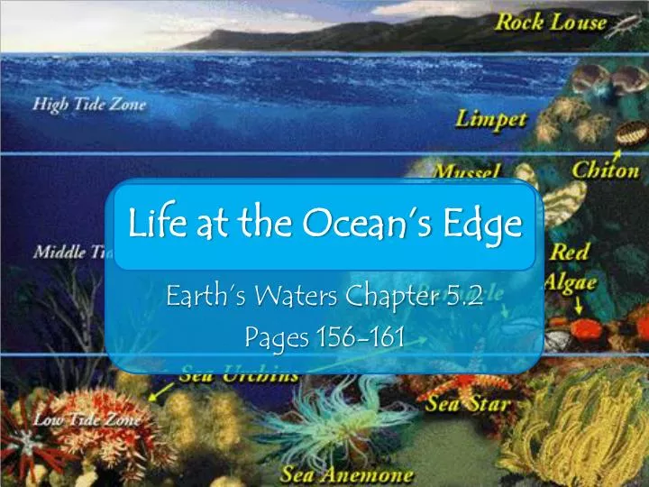 life at the ocean s edge n.