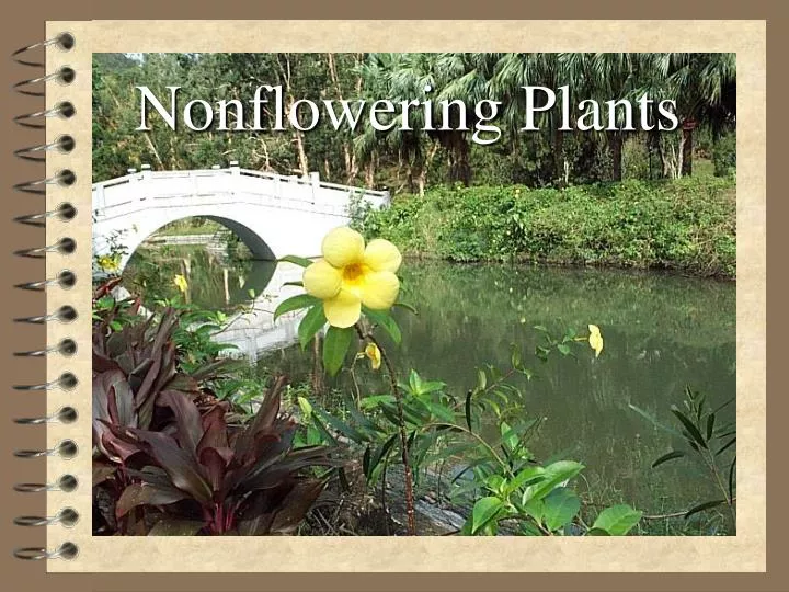 nonflowering plants n.