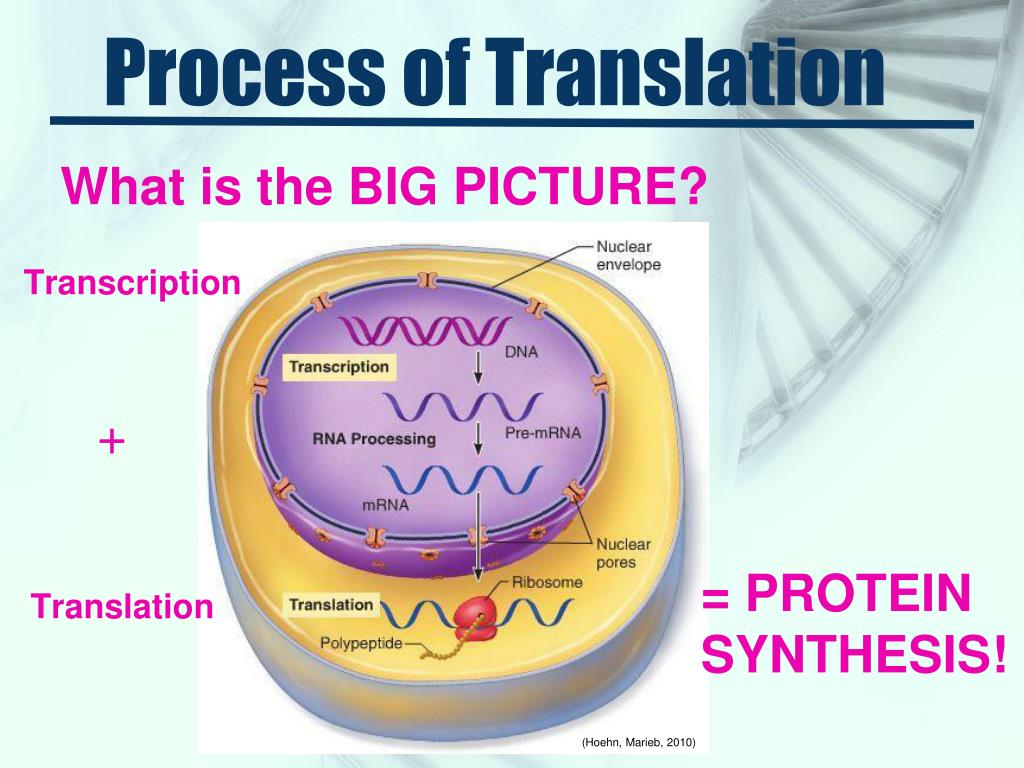 PPT - DNA & RNA PowerPoint Presentation, Free Download - ID:1995963