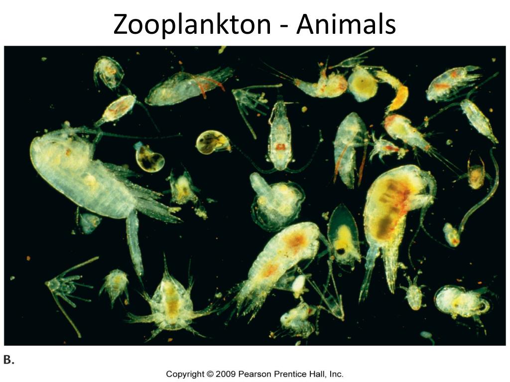 Фитопланктон зоопланктон пищевая. Зоопланктон и фитопланктон. Пресноводный зоопланктон. Зоопланктон представители. Пресноводный фитопланктон.
