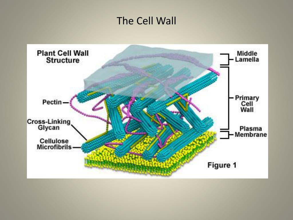 Клеточные стенки содержащие выполняют опорную. Клеточная стенка. Клеточная стенка растений. Клеточная стенка растительной клетки. Структура клеточной стенки.