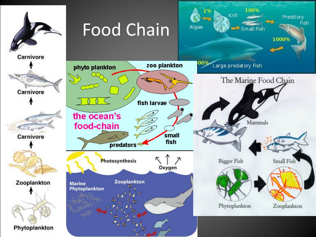Carnivore food chain Biology Diagrams