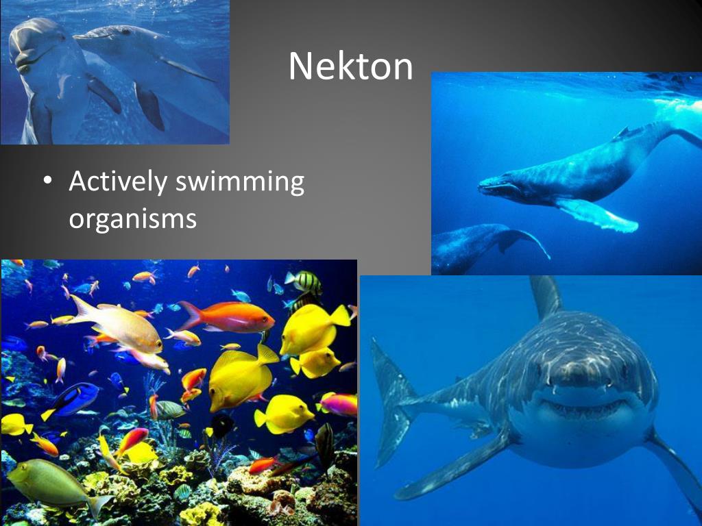 Нектон группа организмов. Нектон и бентос. Нектон рыбы. Планктон Нектон. Представители нектона.