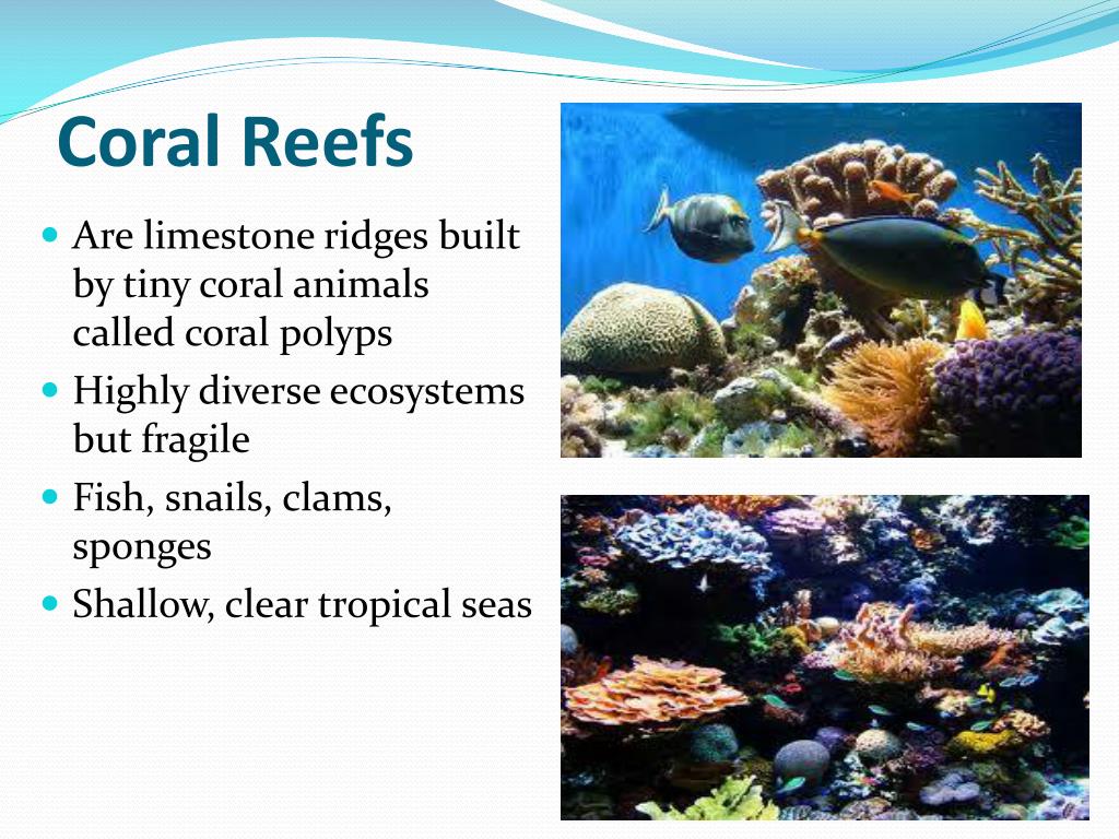PPT - Aquatic Ecosystems PowerPoint Presentation, free download - ID ...