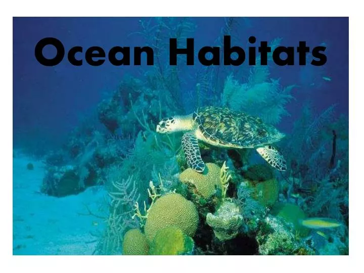 PPT - Ocean Habitats PowerPoint Presentation, free download - ID:1996488