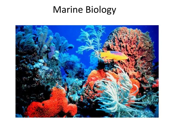 PPT Marine Biology PowerPoint Presentation, free