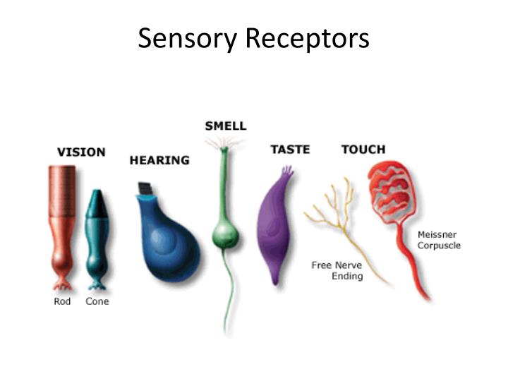 PPT - The Senses PowerPoint Presentation - ID:1996883