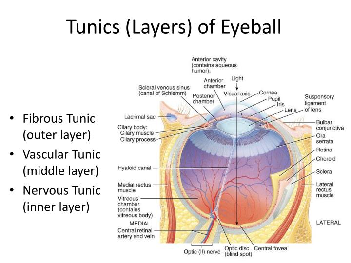 😂 Eye ball layers. Human Eye Anatomy. 20190219