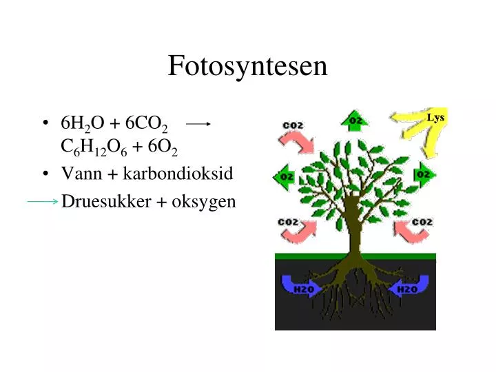 fotosyntesen n.