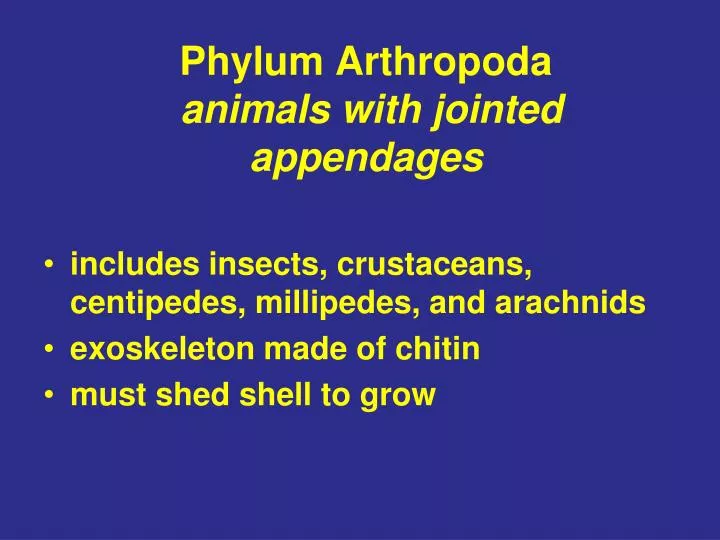 PPT - Phylum Arthropoda animals with jointed appendages PowerPoint