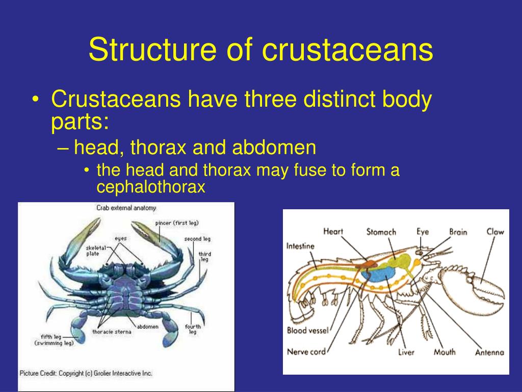 PPT - Phylum Arthropoda animals with jointed appendages PowerPoint