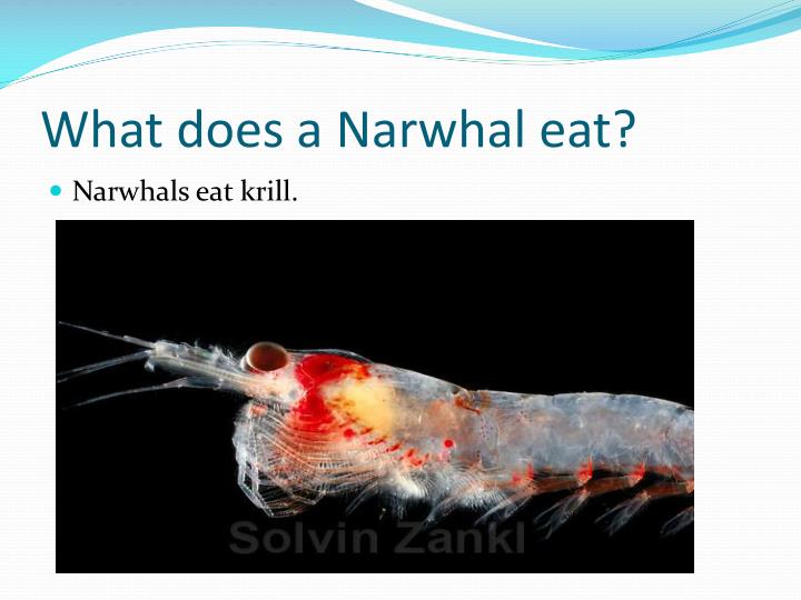 PPT Narwhal PowerPoint Presentation ID1998512