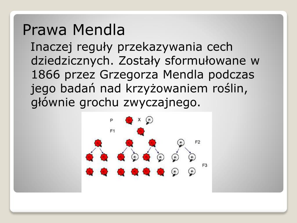 Wyjaśnij Czego Dotyczy Pierwsze Prawo Mendla Pierwsze Prawo Mendla