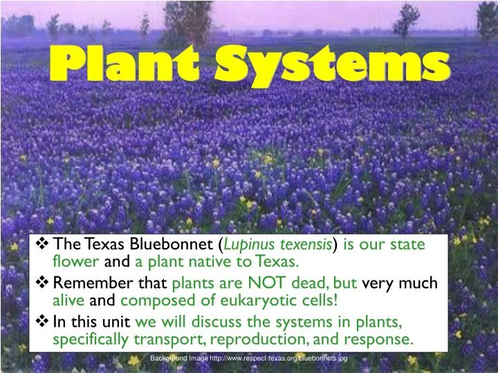 PPT Plant Systems PowerPoint Presentation, free download ID1998608
