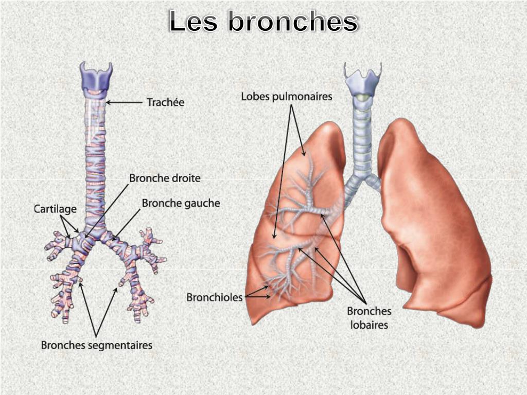 PPT PHYSIOLOGIE RESPIRATOIRE PowerPoint Presentation Free Download PPT PHYSIOLOGIE RESPIRATOIRE PowerPoint Presentation Free Download