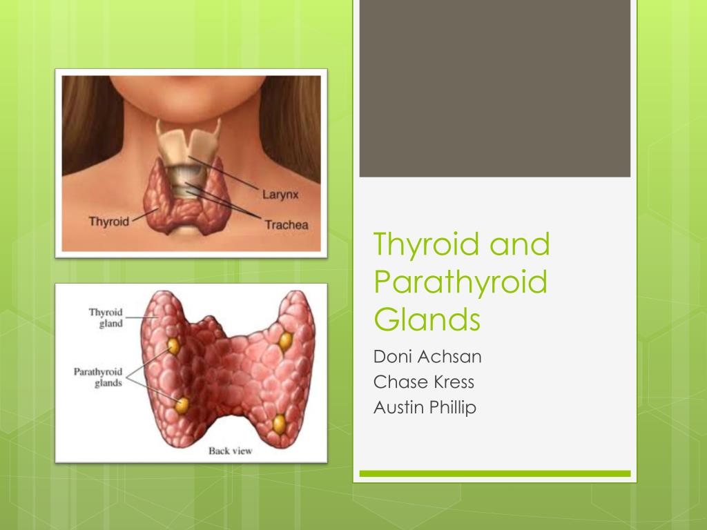 Comprometido Reacci n Movimiento Thyroid Gland Anatomy Ppt No 