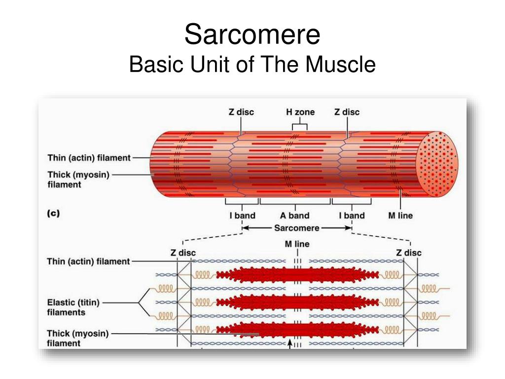 Саркомера мышечного волокна. Строение саркомера мышечного волокна. Схема саркомера миофибриллы мышечного волокна. Строение мышцы саркомер.