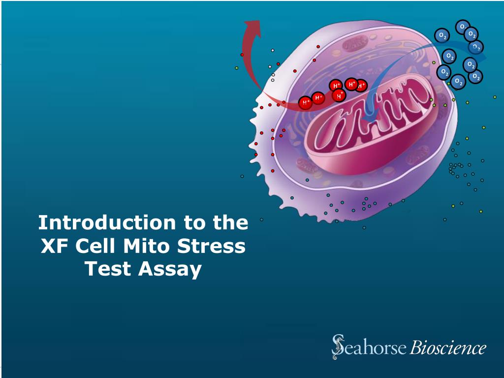 PPT Introduction to the XF Cell Mito Stress Test Assay PowerPoint PPT Introduction to the XF Cell Mito Stress Test Assay PowerPoint