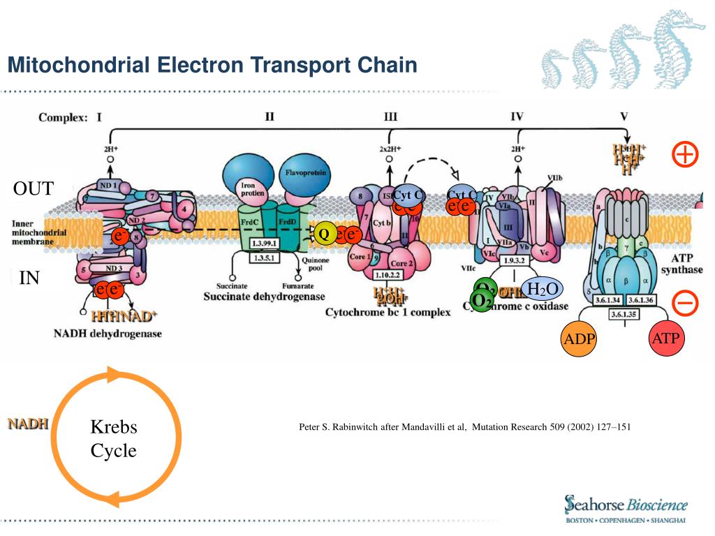 PPT Introduction to the XF Cell Mito Stress Test Assay PowerPoint PPT Introduction to the XF Cell Mito Stress Test Assay PowerPoint