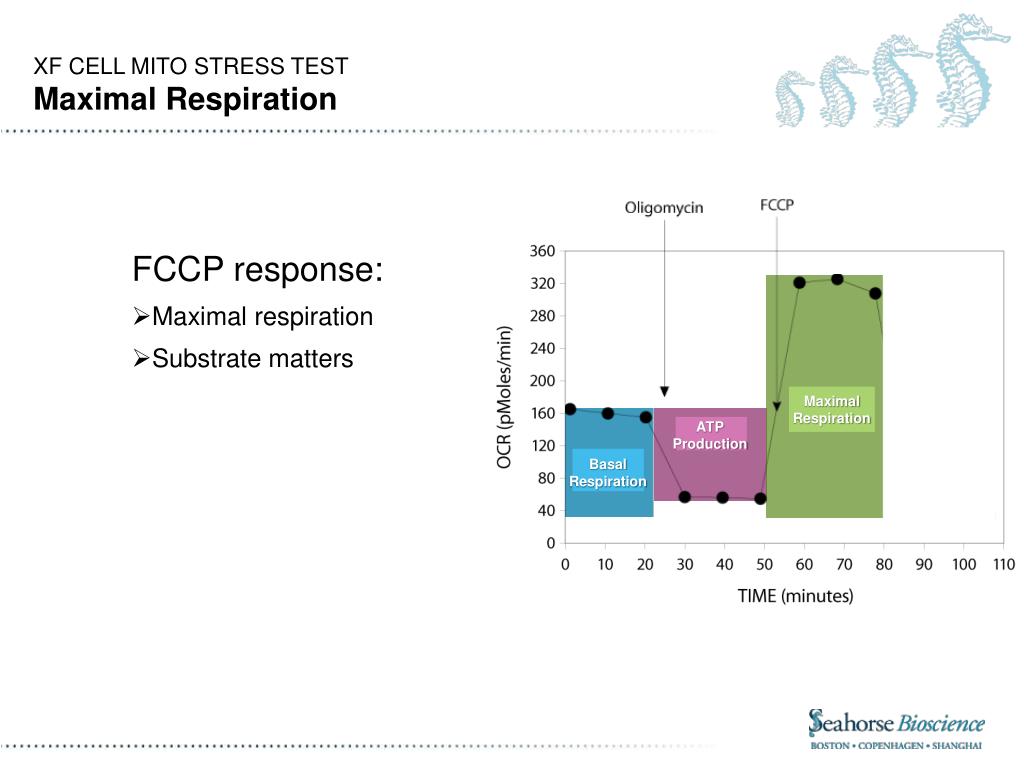 PPT Introduction to the XF Cell Mito Stress Test Assay PowerPoint PPT Introduction to the XF Cell Mito Stress Test Assay PowerPoint
