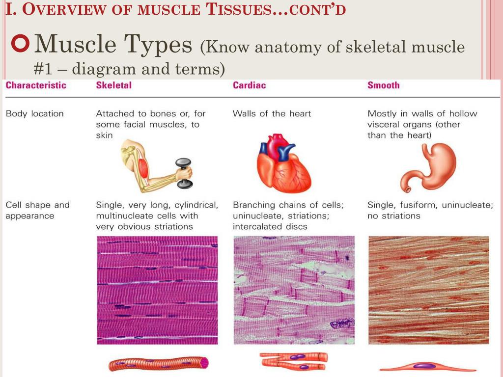 PPT - Chapter 6 – The Muscular System PowerPoint Presentation, free ...