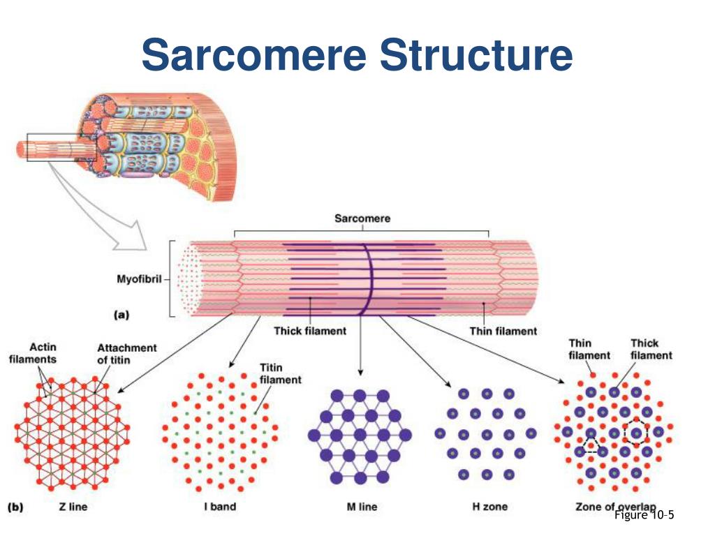 Белки саркомера. Sarcomere structure. Строение саркомера. Вспомогательные белки саркомера.