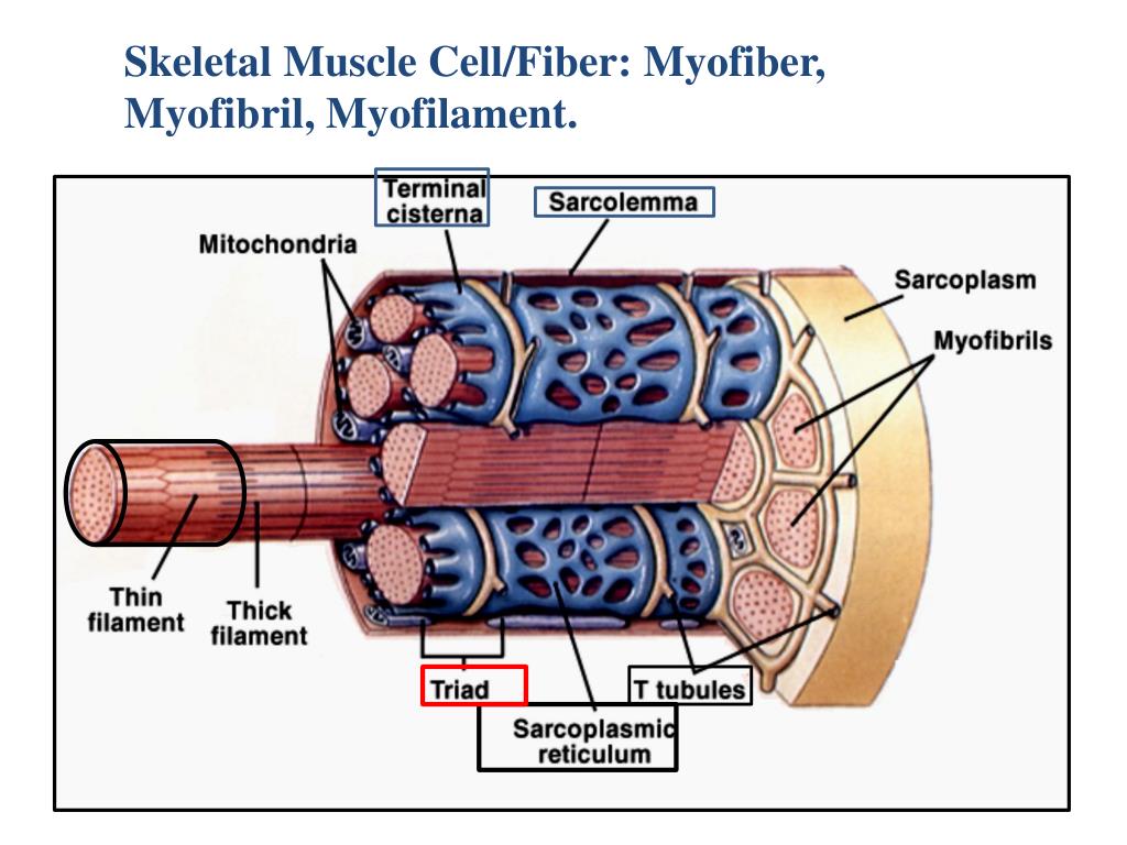 PPT - WINDSOR UNIVERSITY SCHOOL OF MEDICINE PowerPoint Presentation ...