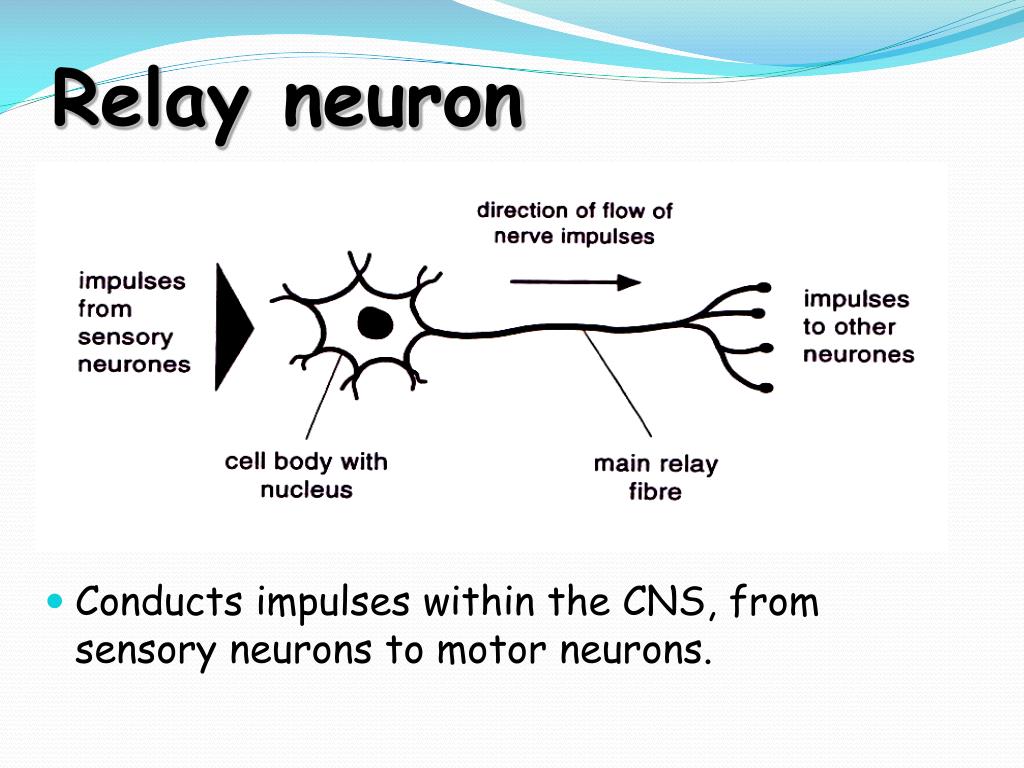 Relay Neuron Bbc Bitesize At Dominic Nanya Blog