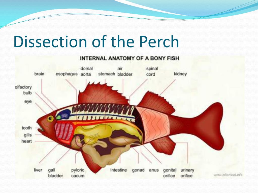 Dissection of the Perch.
