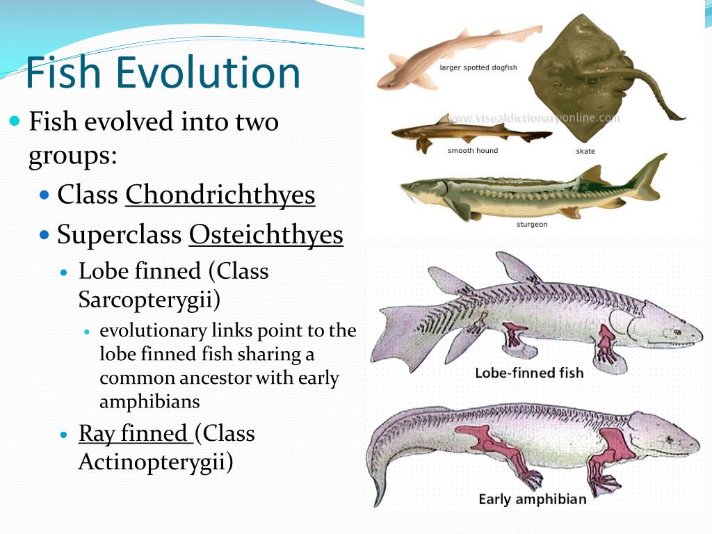 PPT - Fish PowerPoint Presentation, free download - ID:2000497