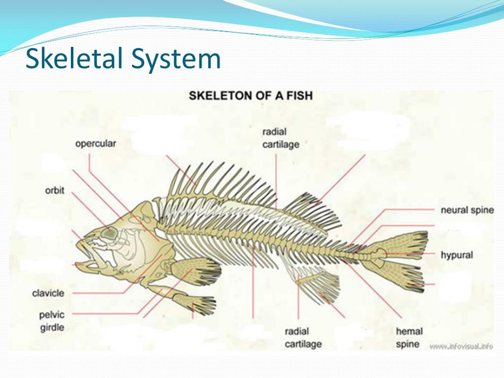 Внутренний скелет костной рыбы. Анатомия щуки строениескилета. Внутренний скелет рыбы схема. Скелет рыбы анатомия. Скелет костной рыбы схема.